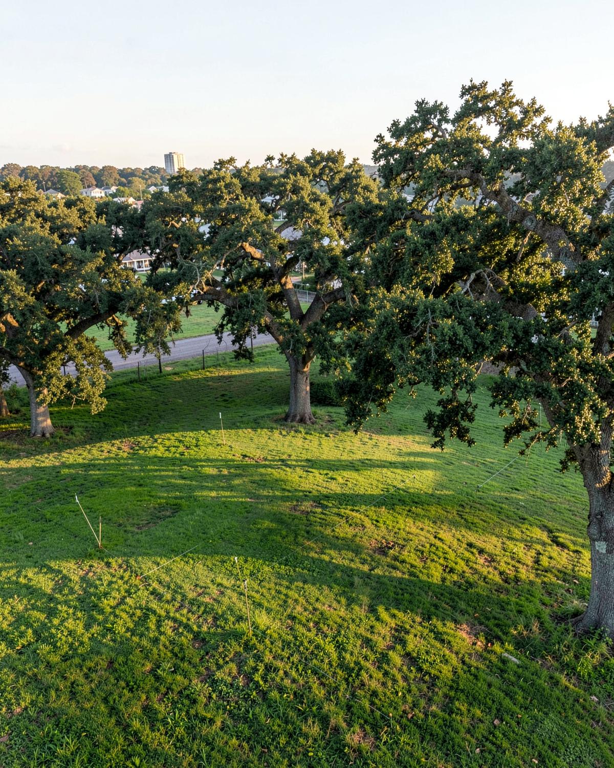 Mature oaks on a carefully surveyed development site